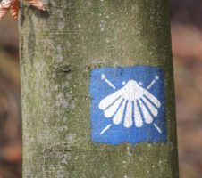 Trail sign Way of Saint James white scallop on blue ground