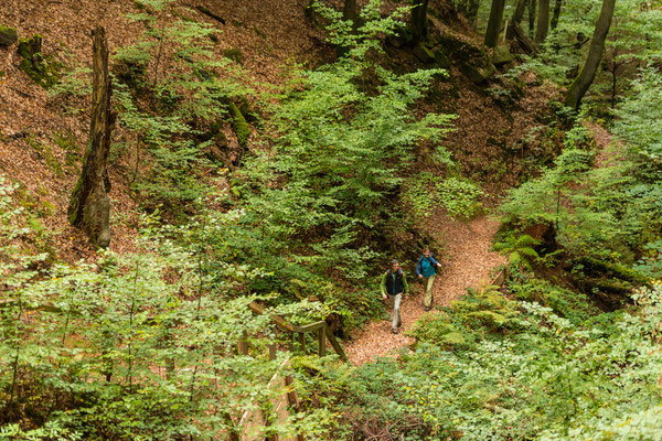 Sagenhafter Waldpfad Quality Hiking Trail