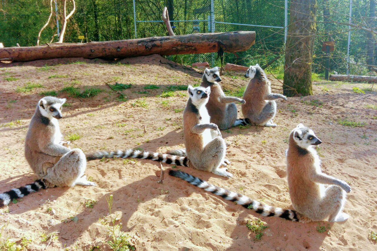 Zoo Kaiserslautern Lemuren haaß