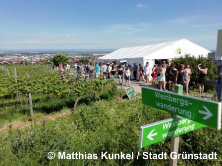 Hikers taking part in the Wine Hike in Sausenheim