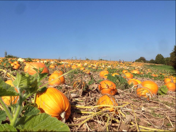 Pumpkin patch in Gerhardsbrunn