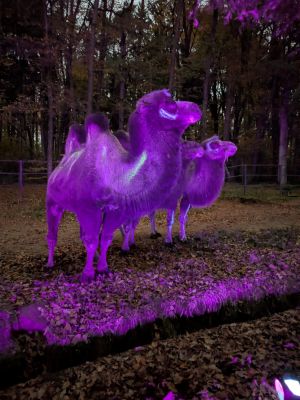 Two spotlighted Bactrian Camels at Kaiserslautern Zoo